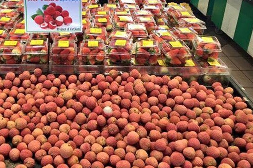 Lục Ngạn – Bắc Giang: Dán tem  “Vải thiều đã được kiểm dịch”