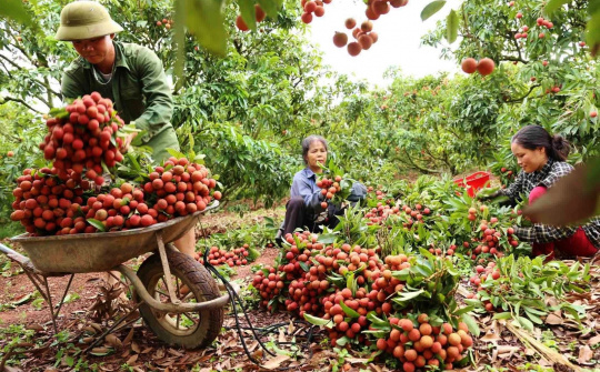 Những lưu ý trong vận tải, tiêu thụ quả vải Bắc Giang