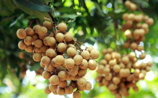 Tiềm năng xuất khẩu nhãn tươi sang thị trường Nhật Bản
