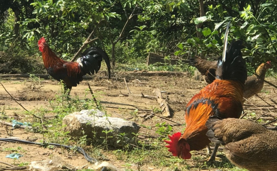 Tuyên Hóa - Quảng Bình: Cấp giấy "khai sinh" cho gà đồi