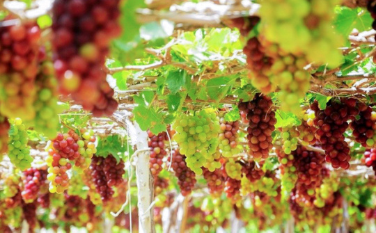 Lan tỏa chương trình “Tết kết nối cùng sản phẩm OCOP, sản phẩm đặc thù của tỉnh Ninh Thuận”