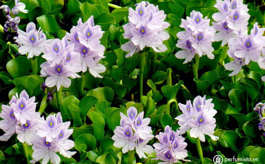 Nitrogen and Phosphorus Removal from Nutrient Pollution by Cyperus Alternifolius and Eichhornia Crassipes in A Lab Scale Constructed Wetland