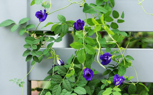 Tối ưu hóa điều kiện trích ly Anthocyanin từ hoa đậu biếc (Clitoria Ternatean l.)