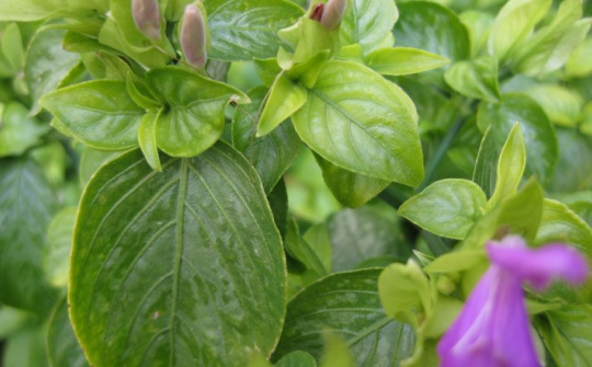 Tối ưu hóa điều kiện trích ly anthocyanin từ lá Cẩm (Peristrophe Bilvalvis (L.)