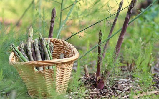 Ảnh hưởng của phụ gia tạo nhớt và nhiệt độ đến tính chất lưu biến của nước quả đục măng tây xanh