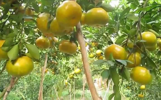 Xây dựng các mô hình trồng cây ăn trái tại tỉnh Bến Tre tương quan với độ mặn trong đất