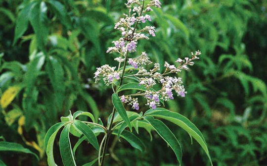 Nghiên cứu chiết xuất và khảo sát tính kháng khuẩn của tinh dầu lá ngũ trảo (Vitex Negundo Linn.)