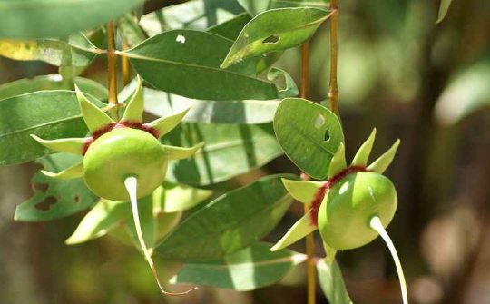 Khảo sát khả năng chống hóa nâu của Acid Ascorbic và ảnh hưởng nhiệt độ sấy đến chất lượng trái bần (Sonneratia caseolaric L.)