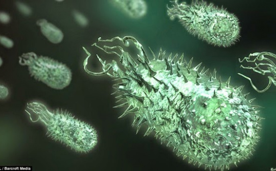 Ảnh hưởng của nồng độ cơ chất lên một số chỉ tiêu hóa lý của dịch lên men cellulose sử dụng vi khuẩn Acetobacter xylinum