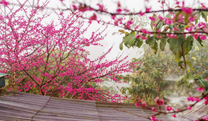 Trải nghiệm Pá Khoang ngắm hoa anh đào