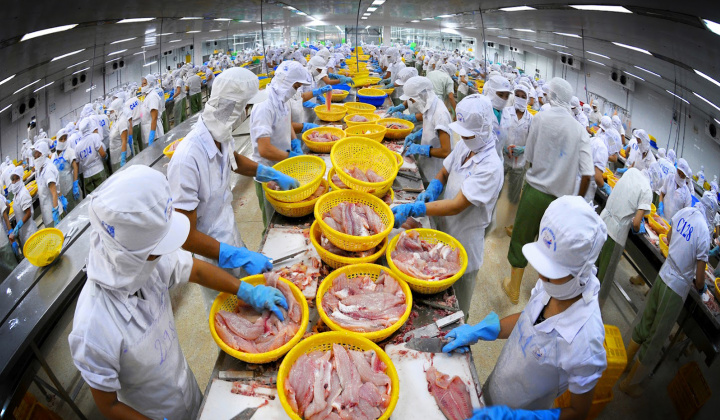 Giá trị xuất khẩu cá tra bất ngờ đạt mức cao nhất từ trước đến nay