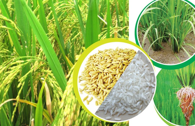 13 sản phẩm nông nghiệp chủ lực quốc gia