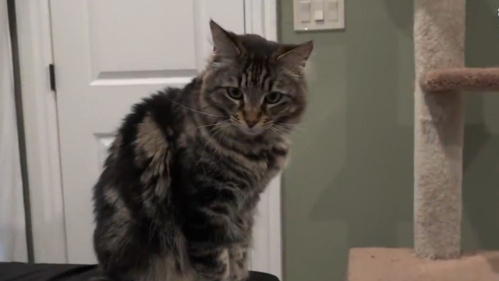 Ông bố chi 1.500 USD/tháng để thuê căn hộ cho...mèo ở