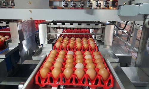 Đài Loan thực thi kiểm tra sản phẩm trứng, chế phẩm sữa, gelatin nhập khẩu
