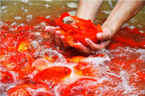 Cách chọn cá chép cho lễ cúng ông Công ông Táo