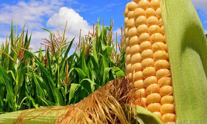 TT nông sản thế giới 31/5/2019: Giá ngô giảm; Cà phê tăng cao nhất kể từ 3 tháng trước