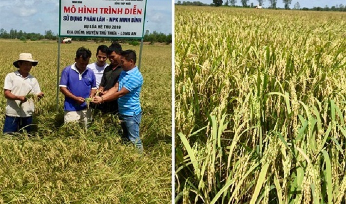 Phân bón FMP, NPK Ninh Bình cho lúa trên đất phèn đạt hiệu quả cao