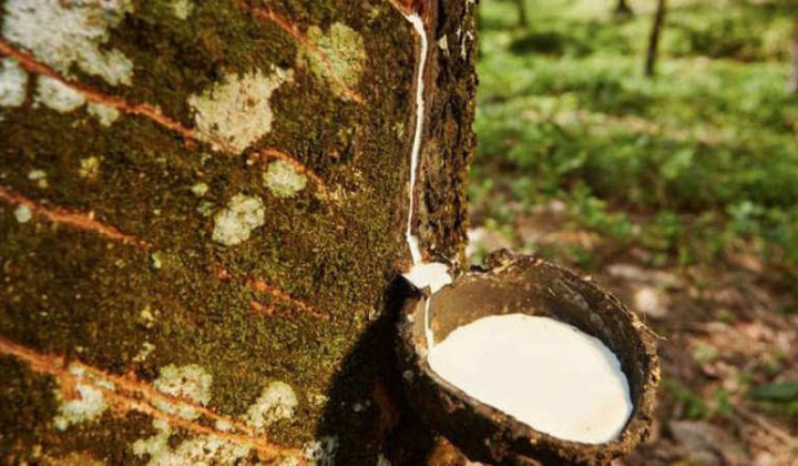 Giá cao su tăng do lo ngại dịch bệnh trên cây cao su ảnh hưởng đến nguồn cung