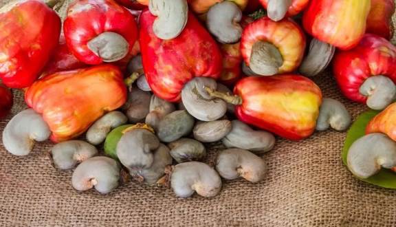 Nhu cầu tăng, thị trường hạt điều thế giới khá sôi động