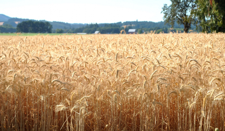 Dự báo một số mặt hàng nông nghiệp niên vụ 2019/2020 của USDA