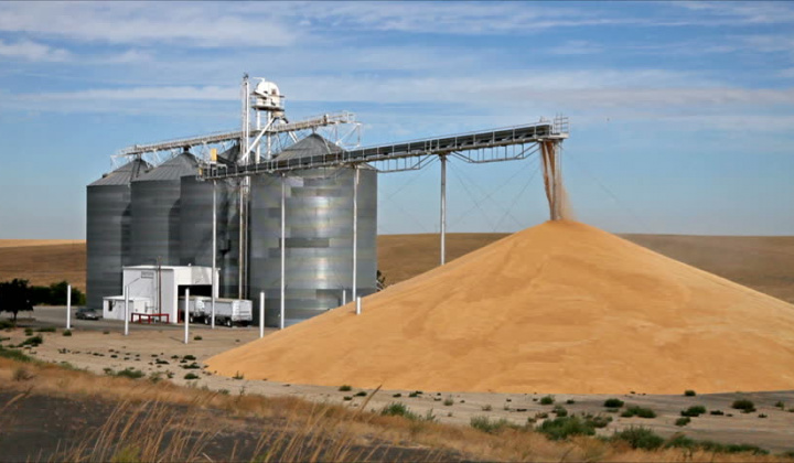 Trước đàm phán Mỹ - Trung, Trung Quốc nhập khẩu lượng lớn lúa mỳ của Mỹ