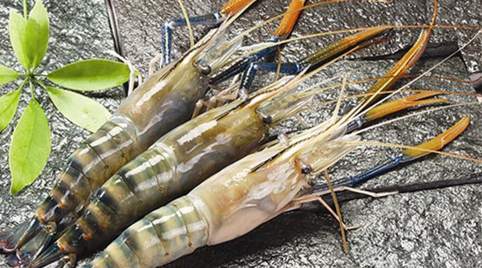 Thị trường Đài Loan chuộng tôm sú Việt