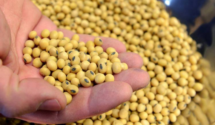 Giá một số loại nông sản chủ chốt bật tăng trở lại