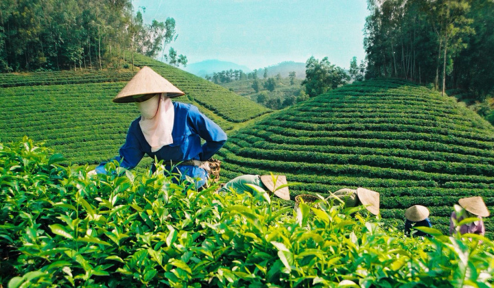 Sử dụng phân bón Văn Điển: Hướng đi mới trong canh tác nông nghiệp