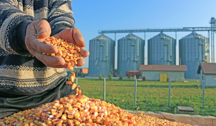 Giá nông sản biến động nhẹ chờ diễn biến thỏa thuận thương mại Mỹ - Trung