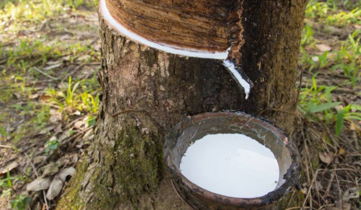 Giá cao su giảm do áp lực chốt lời của giới đầu tư