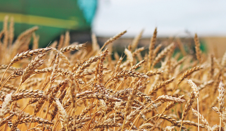 Giá lúa mì mất mốc cao nhất trong hơn 1 tháng trở lại đây