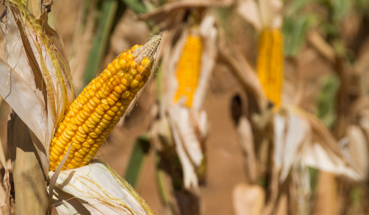 Thu hoạch ngô niên vụ 2019/2020 tại Hoa Kỳ bị trì hoãn, có thể kéo dài đến tháng 4/2020