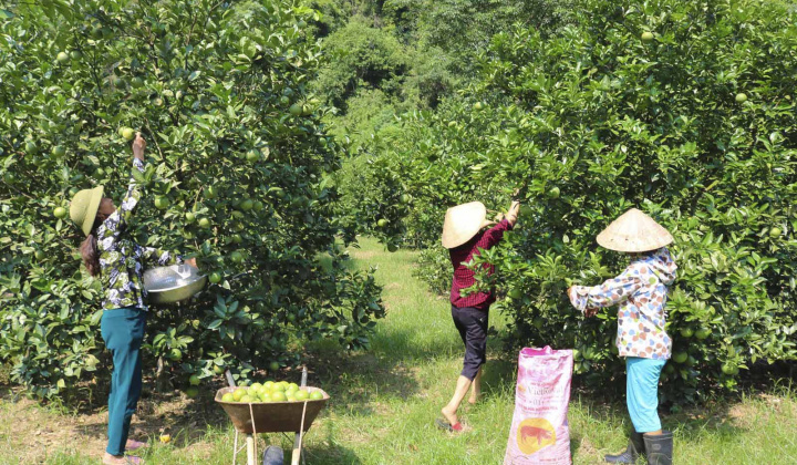 Phân bón Văn Điển làm giàu các vùng chuyên canh Bắc miền Trung
