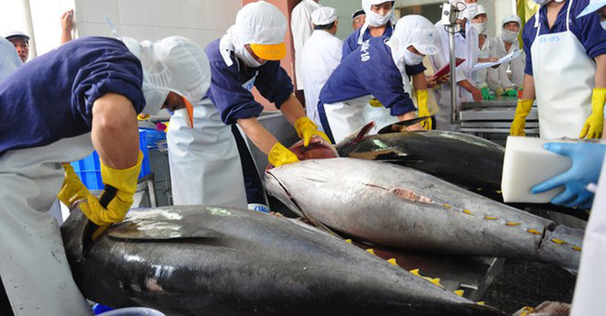 Xuất khẩu cá ngừ sang Nhật Bản đang có xu hướng tăng trưởng tích cực hơn