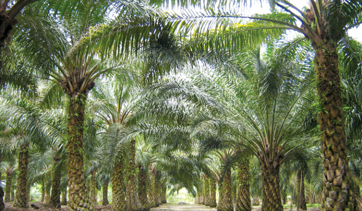 4 thương hiệu hóa, thực phẩm lớn thế giới có thể đã mua dầu cọ liên quan đến hoạt động cháy rừng