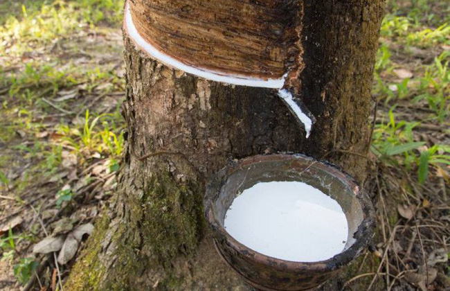Giá cao su xác lập tuần tăng giá thứ 5 liên tiếp