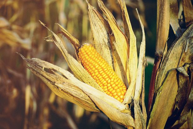 USDA điều chỉnh giảm dự báo sản lượng ngô của Hoa Kỳ trong niên vụ 2019/2020