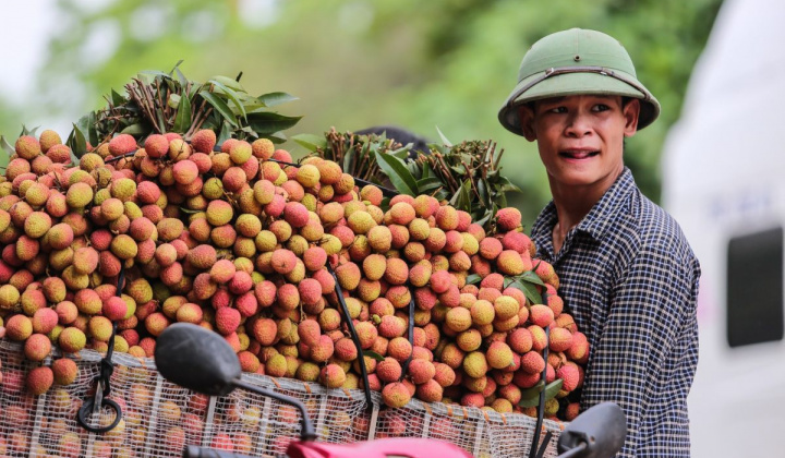 Vải thiều Việt Nam vào thị trường Nhật Bản sau 5 năm đàm phán