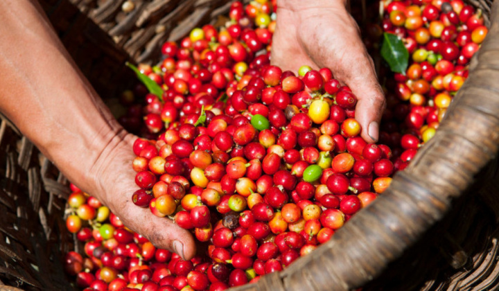 Phân bón Văn Điển: Phát triển bền vững với đồng đất Tây Nguyên