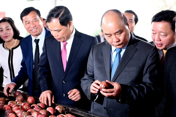 Xuất khẩu rau quả: Giảm ở Trung Quốc, tăng mạnh sang Hoa Kỳ, EU, Nhật Bản…