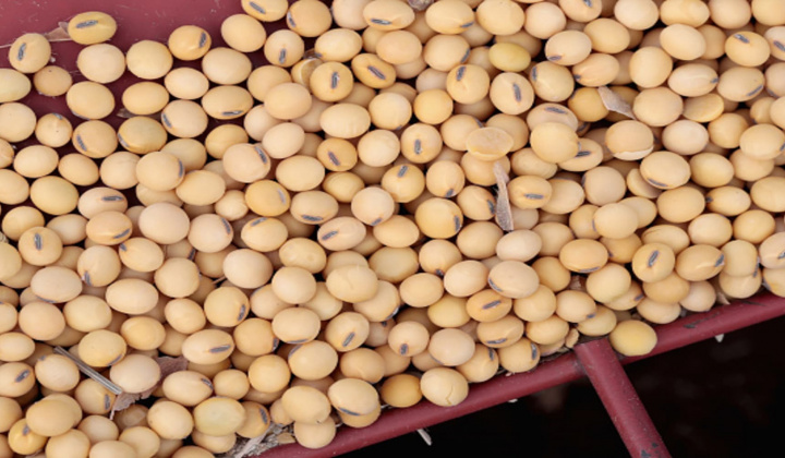 Diễn biến giá nông sản ngày 4/12