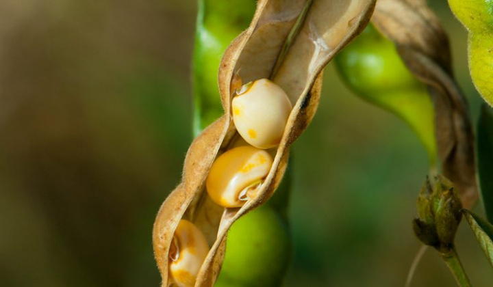 Trung Quốc bất ngờ miễn thuế cho đậu tương và thịt lợn của Hoa Kỳ