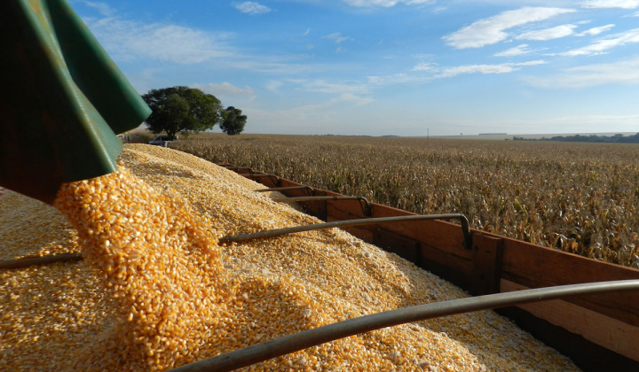 Giá đậu tương hướng đến tuần tăng giá đầu tiên từ đầu tháng 11/2019