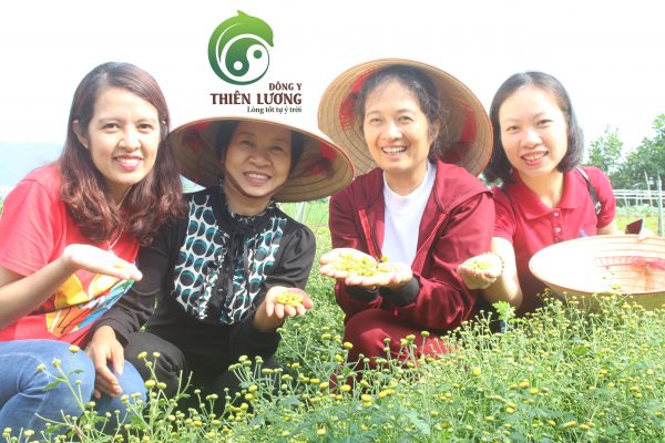 Cúc hoa hữu cơ Đông y Thiên Lương – Bí quyết làm nên vẻ đẹp tựa Từ Hy Thái Hậu