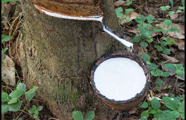 Giá cao su có tuần tăng giá mạnh nhất kể từ tháng 7/2019