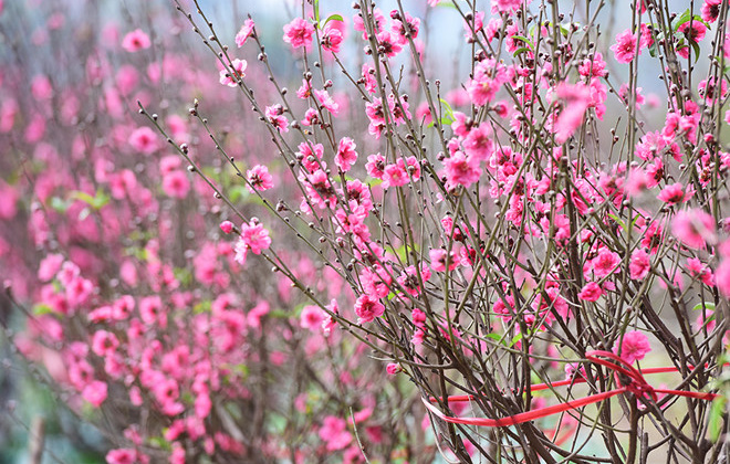 Thời tiết Tết Kỷ Hợi: Bắc Bộ mưa phùn, trời rét; Nam Bộ nắng nóng