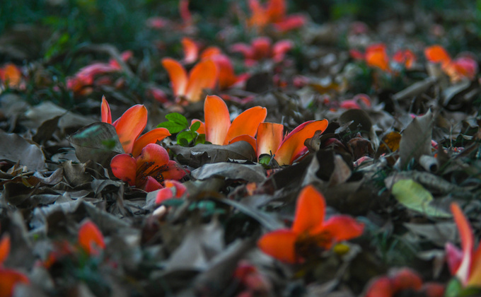 Những mùa hoa gọi tên tháng 3 ở Hà Nội