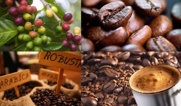 Nông sản 21/3/2019: Cà phê chạm mức thấp mới; Ca cao thấp nhất 3 tháng