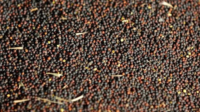 Trung Quốc mở rộng lệnh cấm nhập khẩu hạt cải dầu của Canada