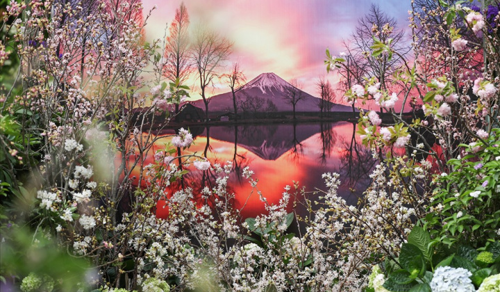 Người dân hào hứng "check-in" tại Lễ hội hoa anh đào 2019